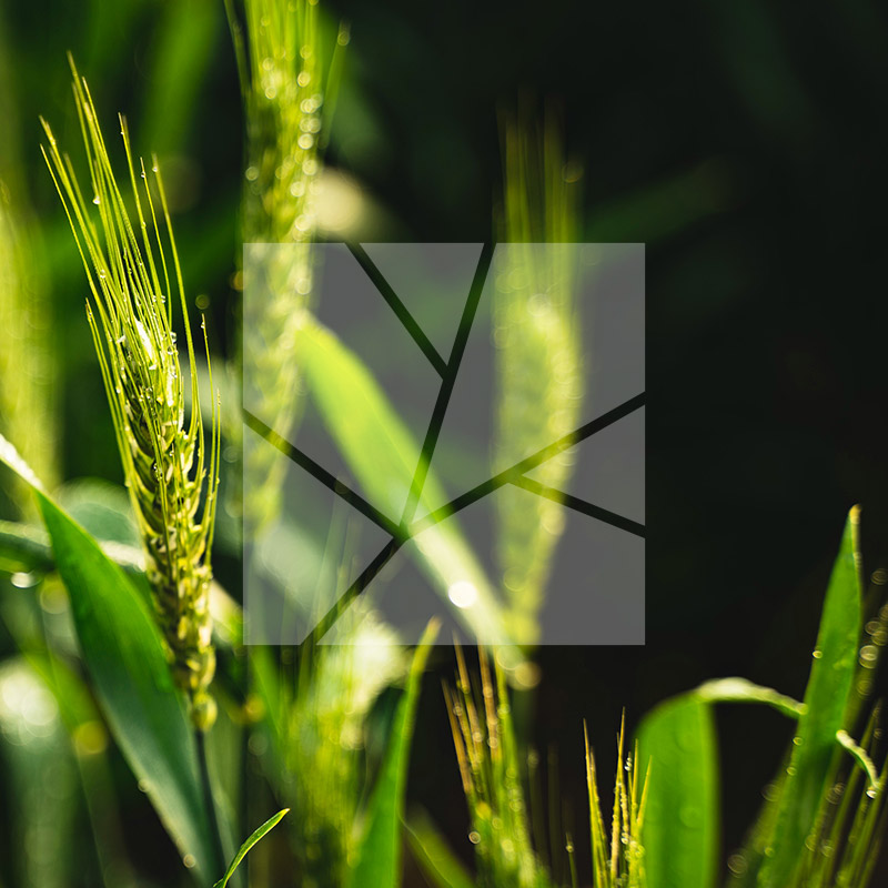sustainability strategy consultancy - duurzame voedselsystemen