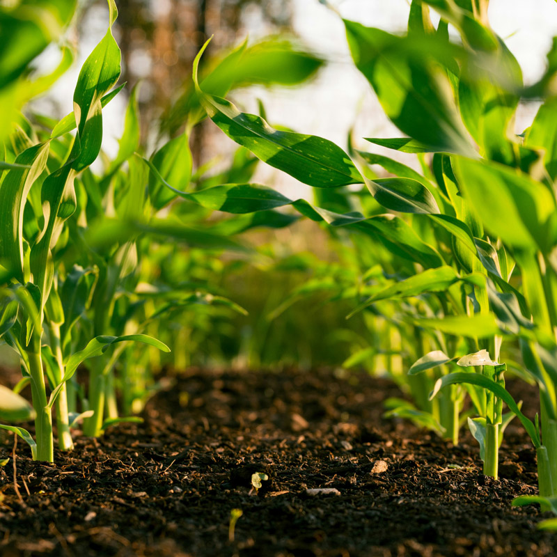environmental sustainability indicators